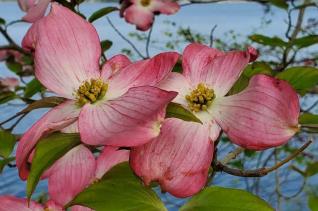Reinee Hildebrandt (pink dogwood flowers)
